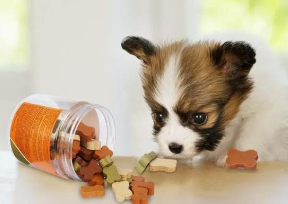 軽食ペットをかみ砕く犬の心配の歯は機械380Vかカスタマイズ可能な電圧を扱います